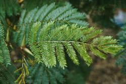 acacia.