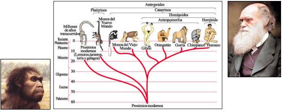 Evoluci�n Darwiniana